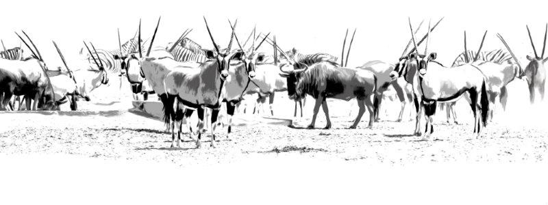 AS103 Wall décor art photographic on canvas wildlife gemsbok herd black & white
